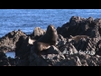 Seal on Rocks 2 1787